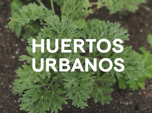 Taller de Huertos Urbanos