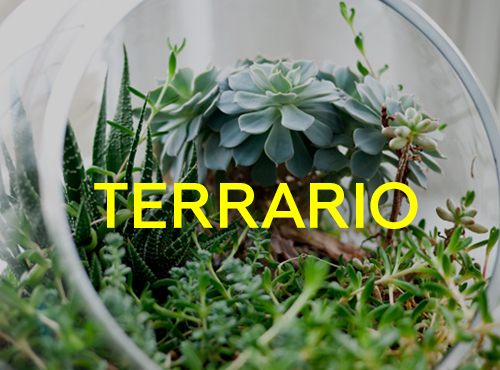 Taller: Terrarios