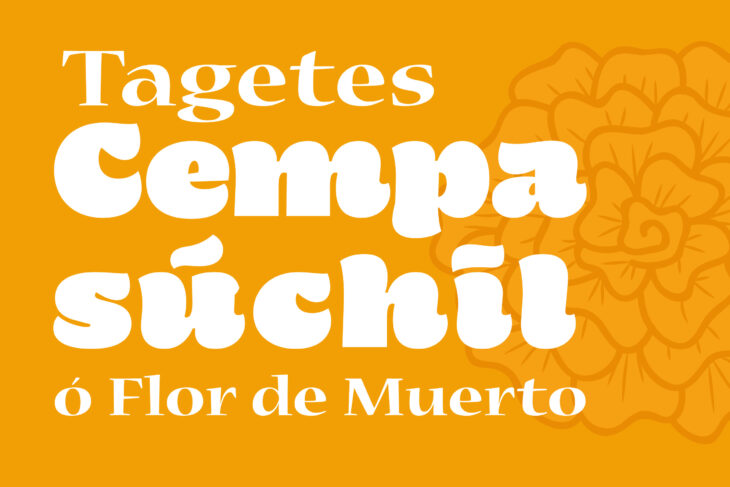 Tagetes, Cempasúchil o Flor de Muerto