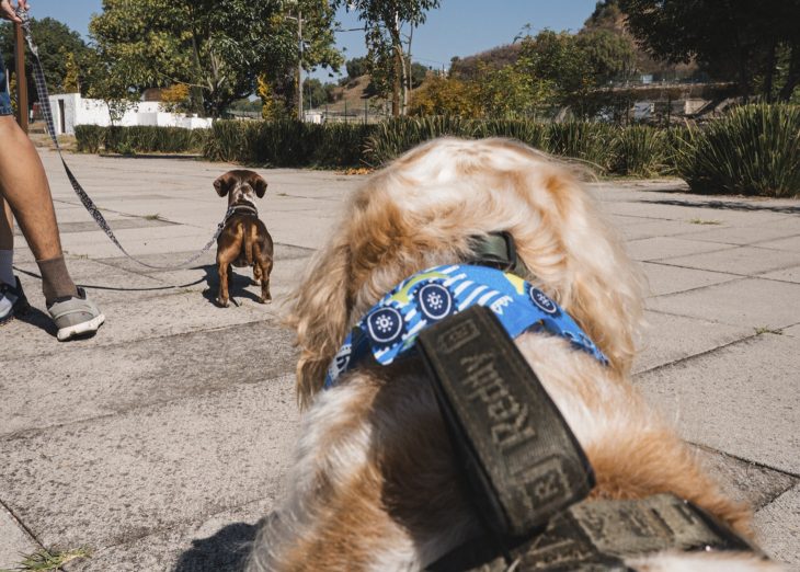 Caminata Canina