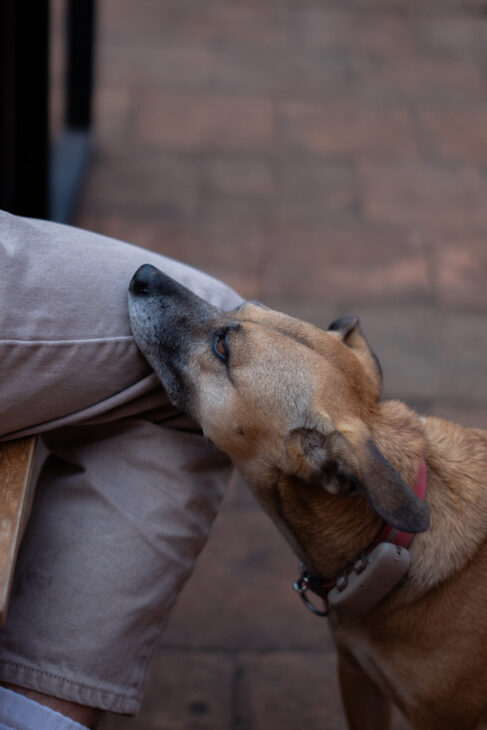 Tres Zapotes: La mesa es una mezcla de placeres